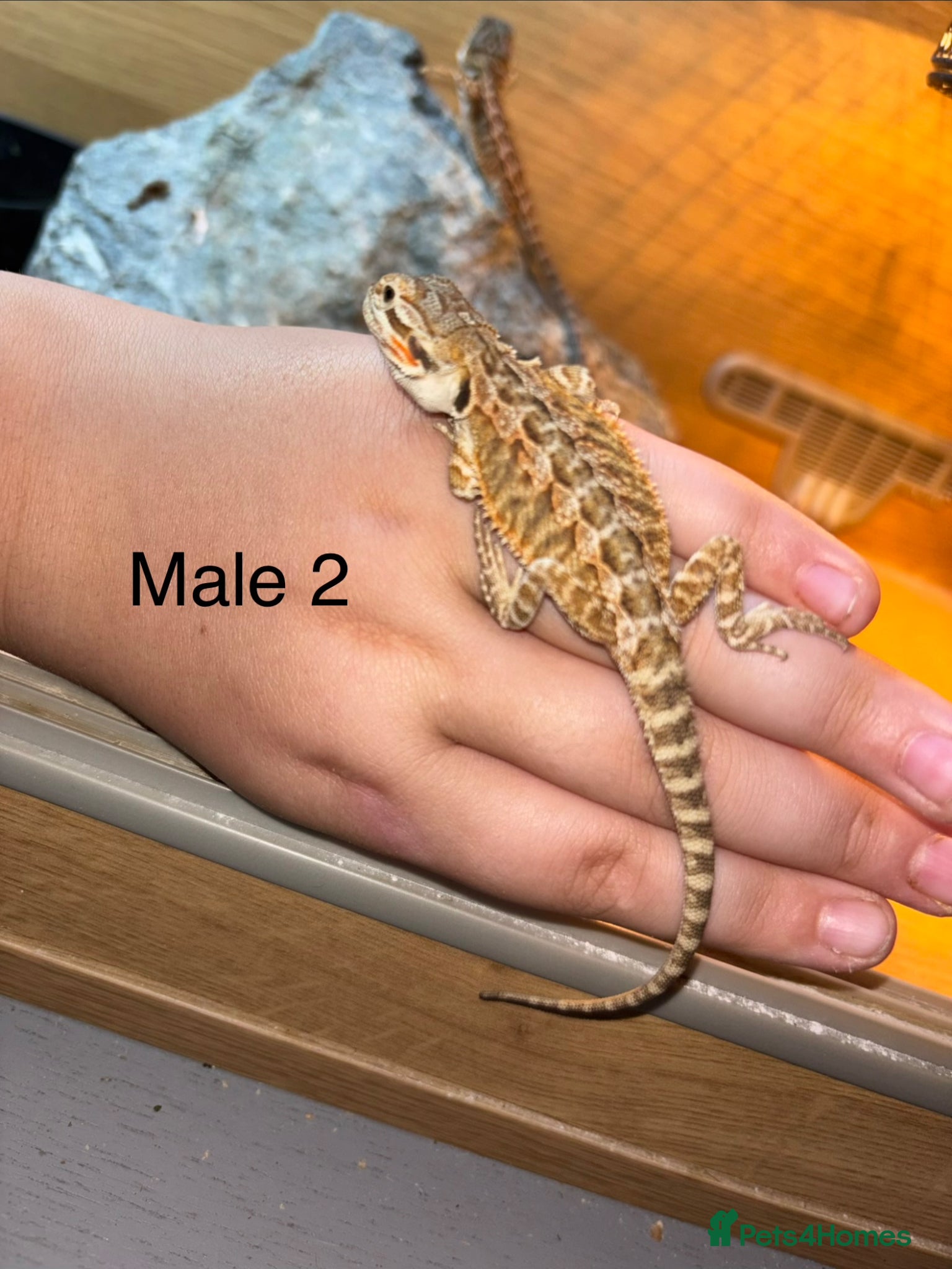 Bearded Dragon reptiles for sale: Friendly bearded baby dragons - Advert 5