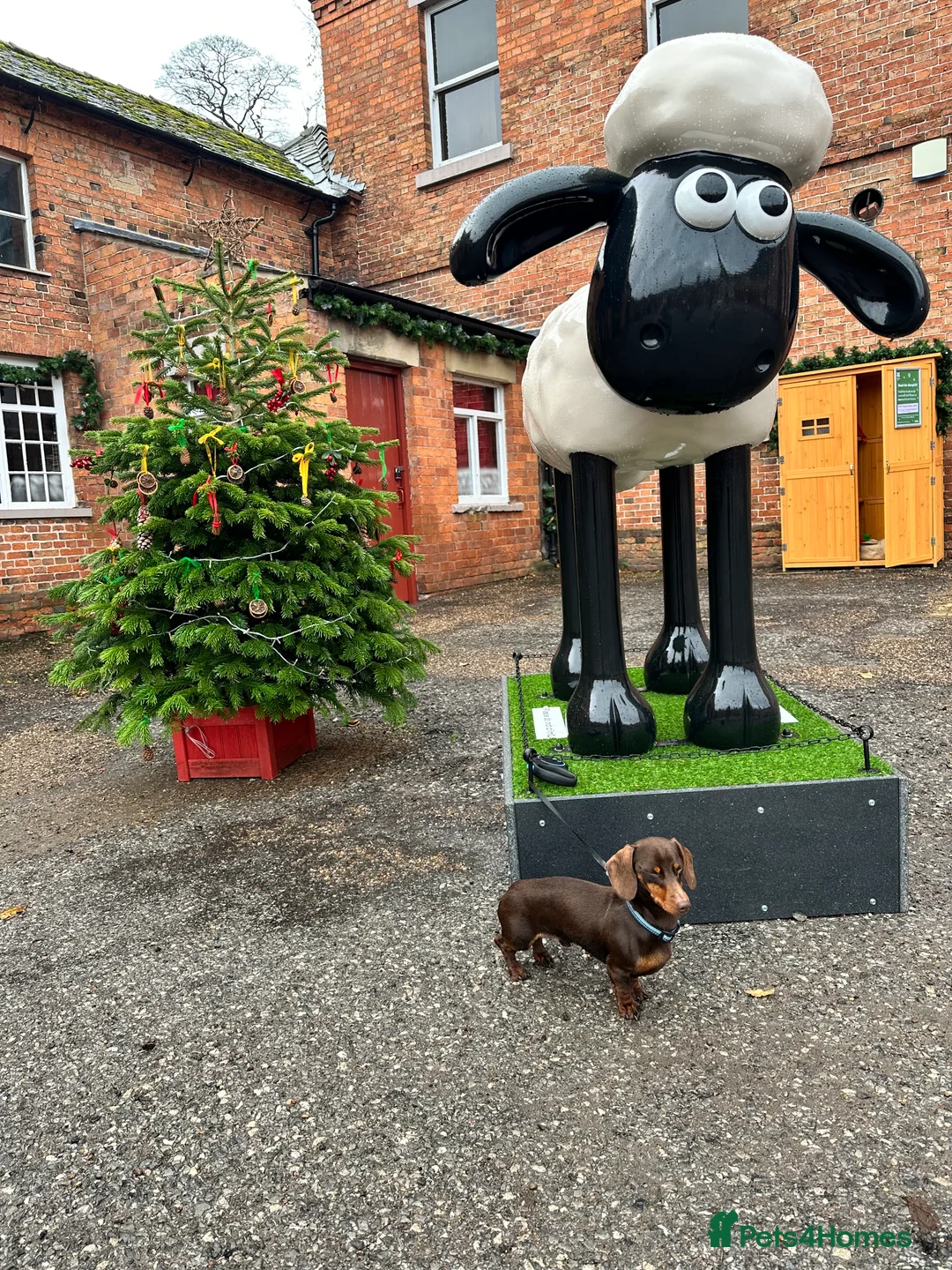 Miniature Dachshund dogs for stud: Barney chocolate and tan stud  in Mansfield - Advert 5