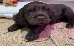 Cocker Spaniel dogs for sale: Stunning male cocker spaniel puppy pedigree - Image 18