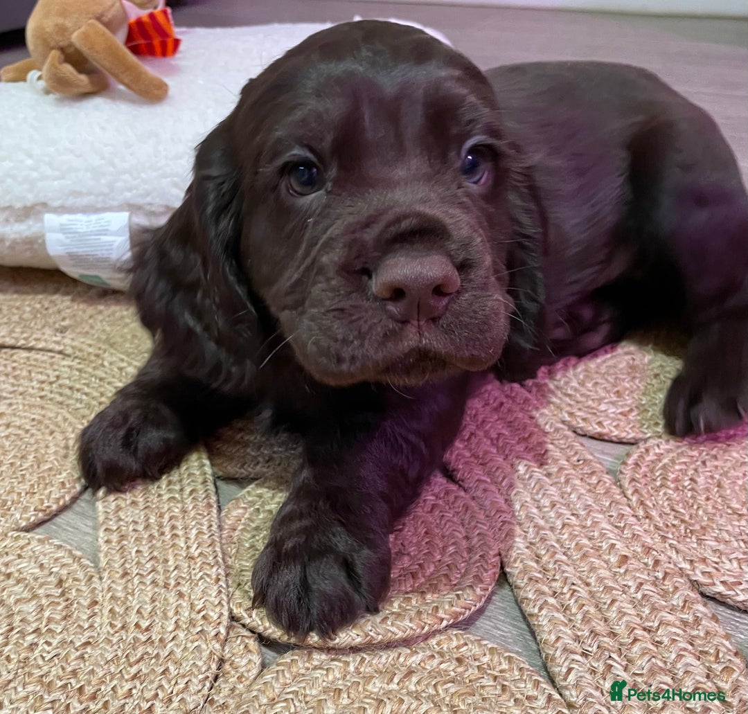 Cocker Spaniel dogs for sale: Stunning male cocker spaniel puppy pedigree - Image 18