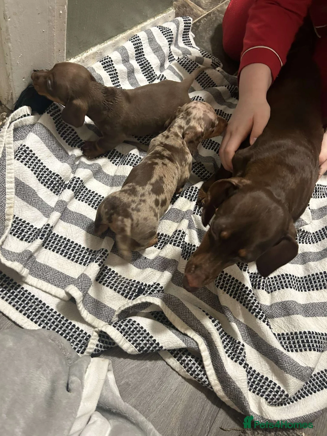 Miniature Dachshund dogs for sale: Kc reg miniature dachshunds boys and girls  - Advert 3