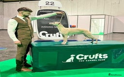Whippet dogs for sale: 6 Gorgeous KC Reg Whippet Girls - Image 9