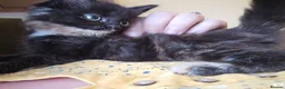 Mixed Breed cats for sale: KITTENS READY NOW - Advert 4