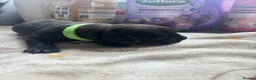 Mixed Breed dogs for sale: Puppies Available Soon - Advert 5
