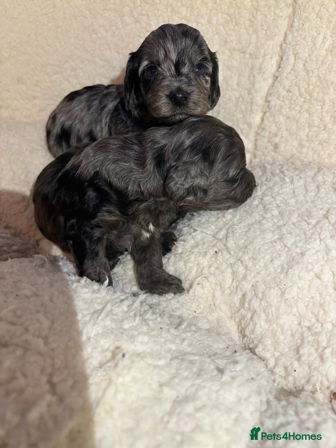 Cockapoo dogs for sale: F1 toy cockapoo’s - Advert 5