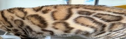 Bengal cats for sale: Exceptional Seal Sepia Bengal Queen  - Advert 4