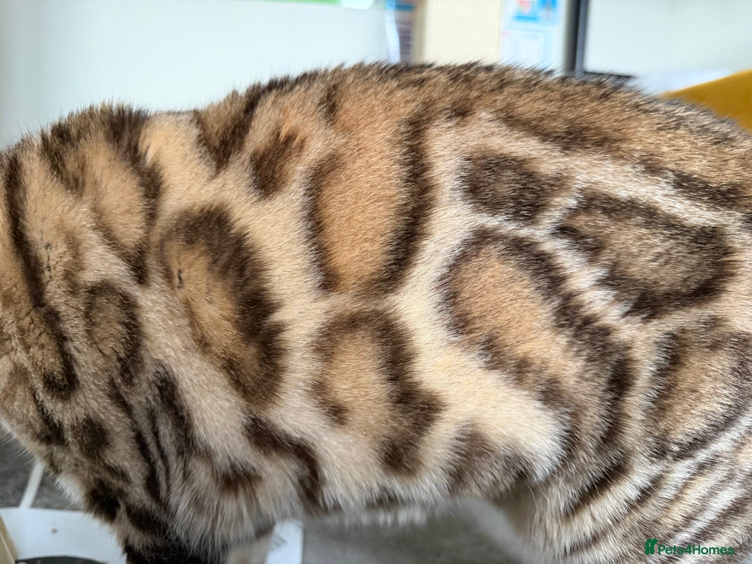 Bengal cats for sale: Exceptional Seal Sepia Bengal Queen  - Advert 4