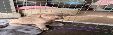 Labrador Retriever Puppy 2
