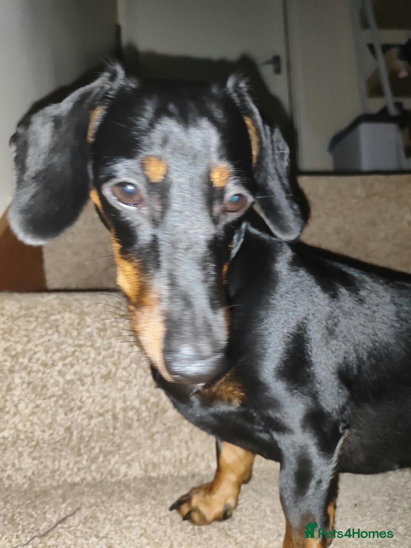 Dachshund dogs Poppy - Advert 1