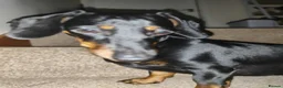 Dachshund dogs for sale: Poppy - Advert 1