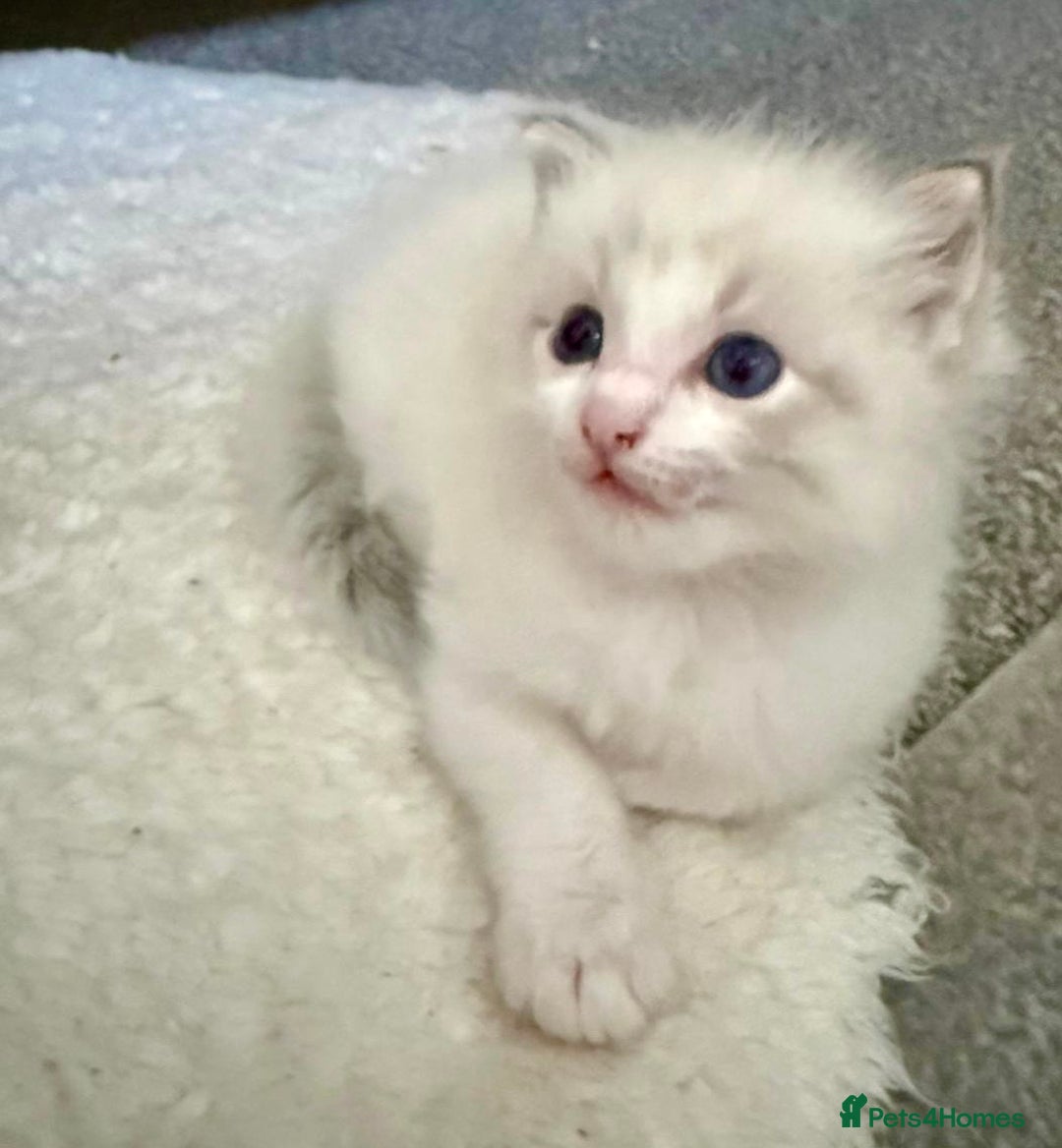 Ragdoll cats for sale: Exquisite Ragdoll Kittens Available - Advert 2