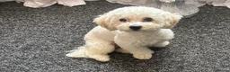 Poochon dogs for sale: Rikoo - Advert 9
