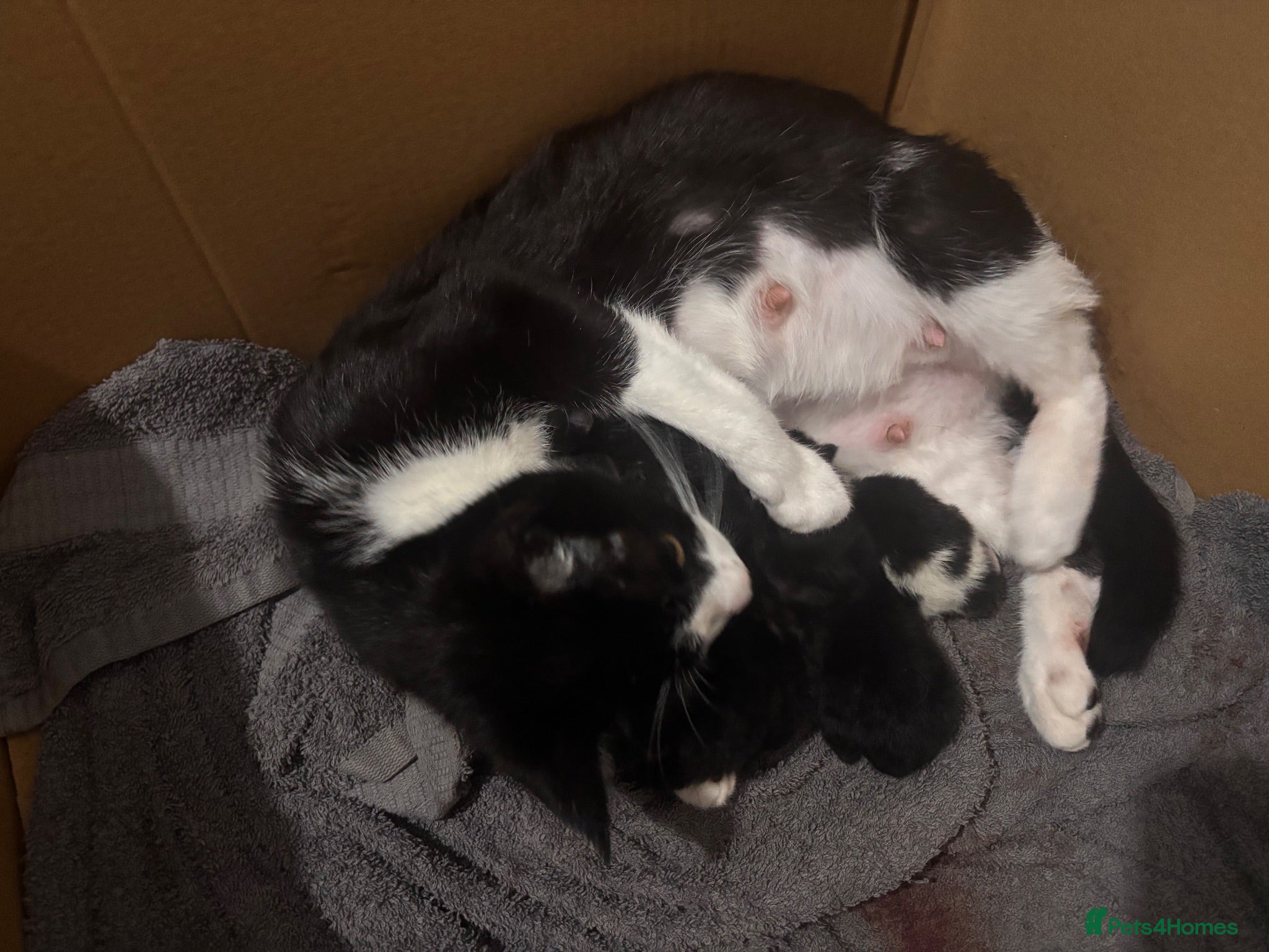 Mixed Breed cats Kittens for sale  - Advert 2