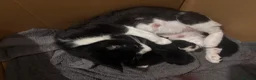 Mixed Breed cats for sale: Kittens for sale  - Advert 1
