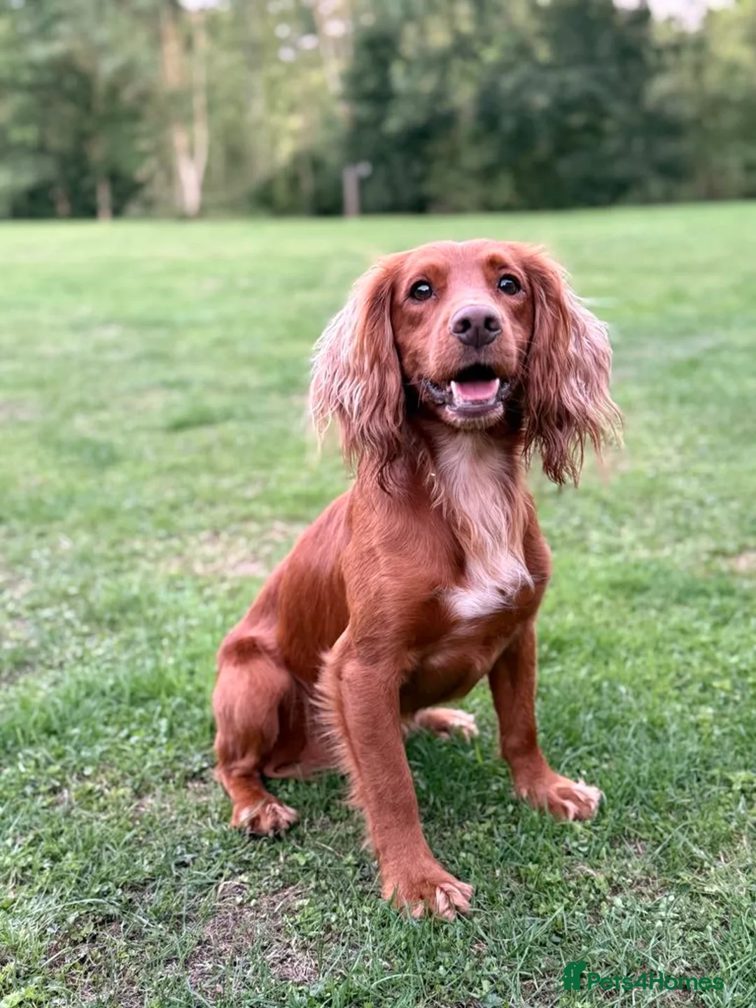 Cocker Spaniel dogs for stud: Proven Red KC REG Working Cocker Spaniel STUD in Chelmsford - Advert 4