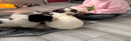 English Springer Spaniel dogs for sale: English Springer Spaniel Puppies  - Advert 21