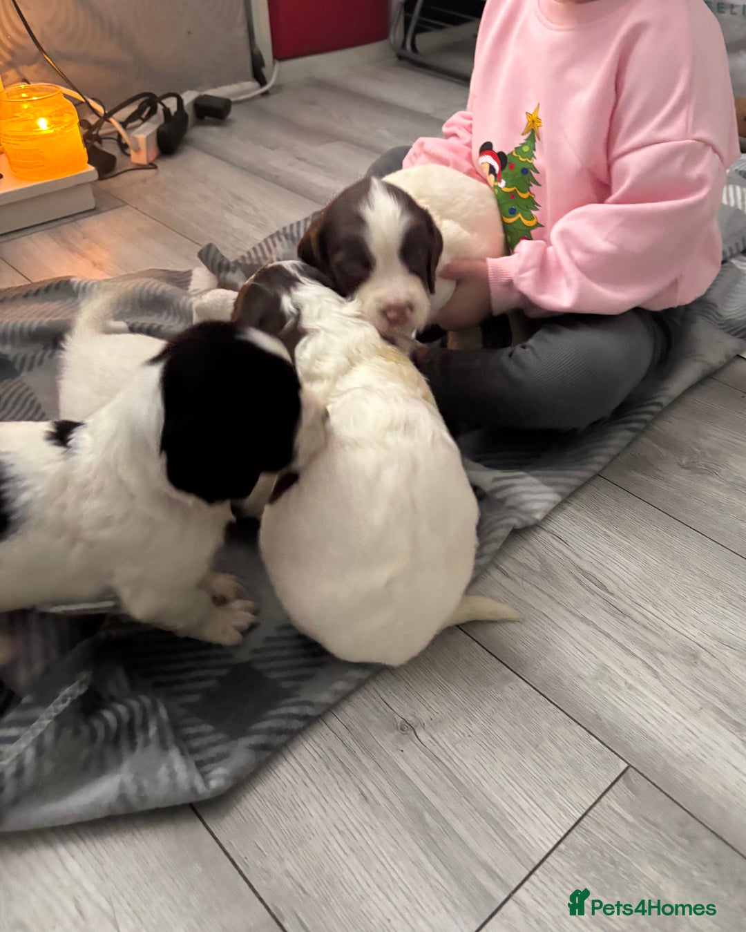 English Springer Spaniel dogs for sale: English Springer Spaniel Puppies  - Advert 21