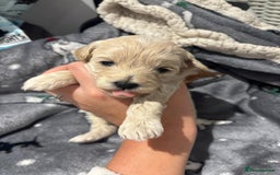 Maltipoo dogs for sale: Maltipoo puppies  - Image 8