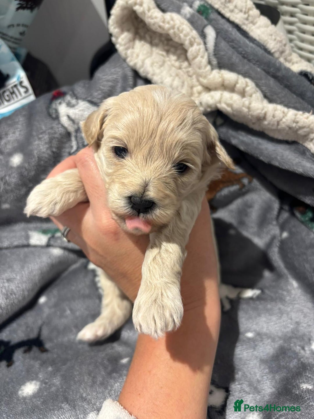Maltipoo dogs for sale: Maltipoo puppies  - Image 8