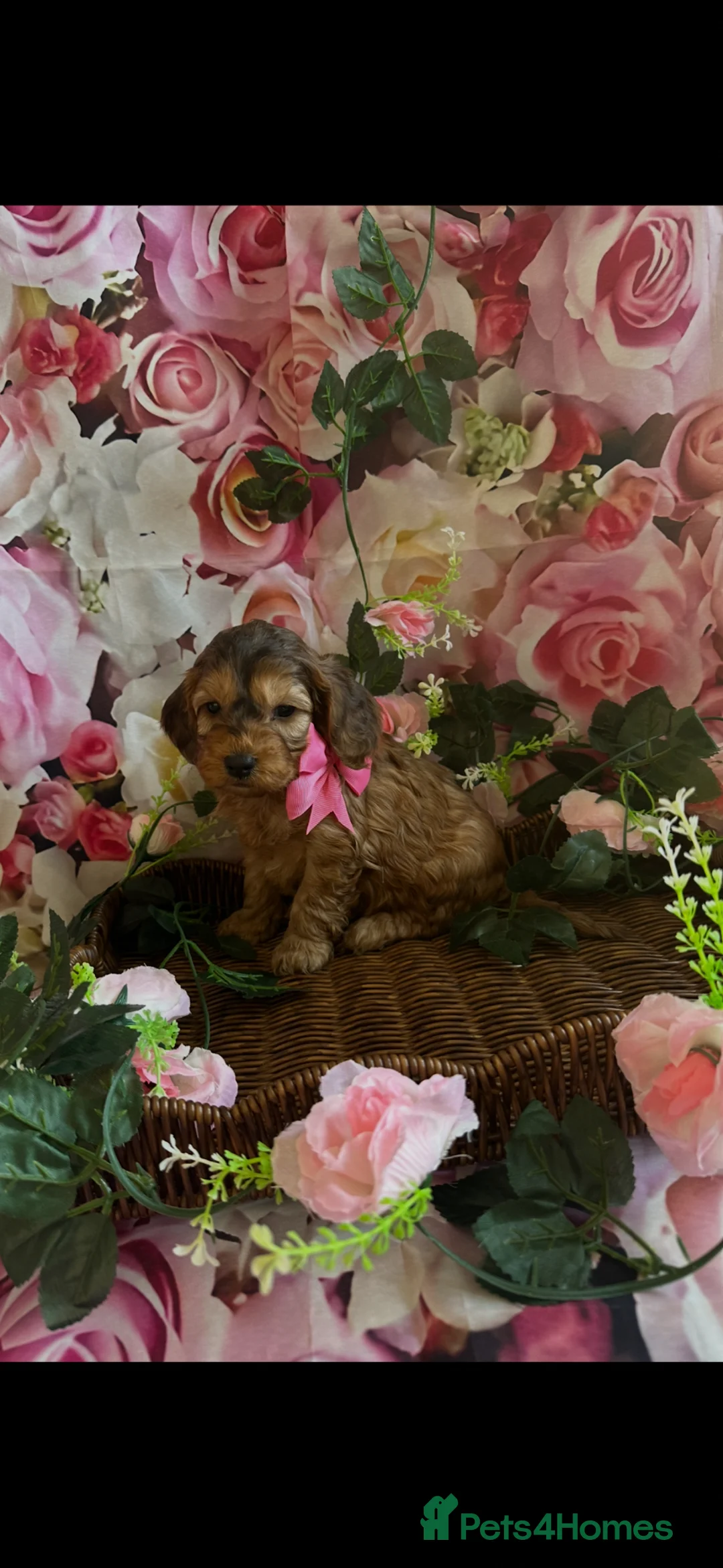 Cockapoo dogs for sale: 🌟5 star licenced breeder🌟 - Advert 9