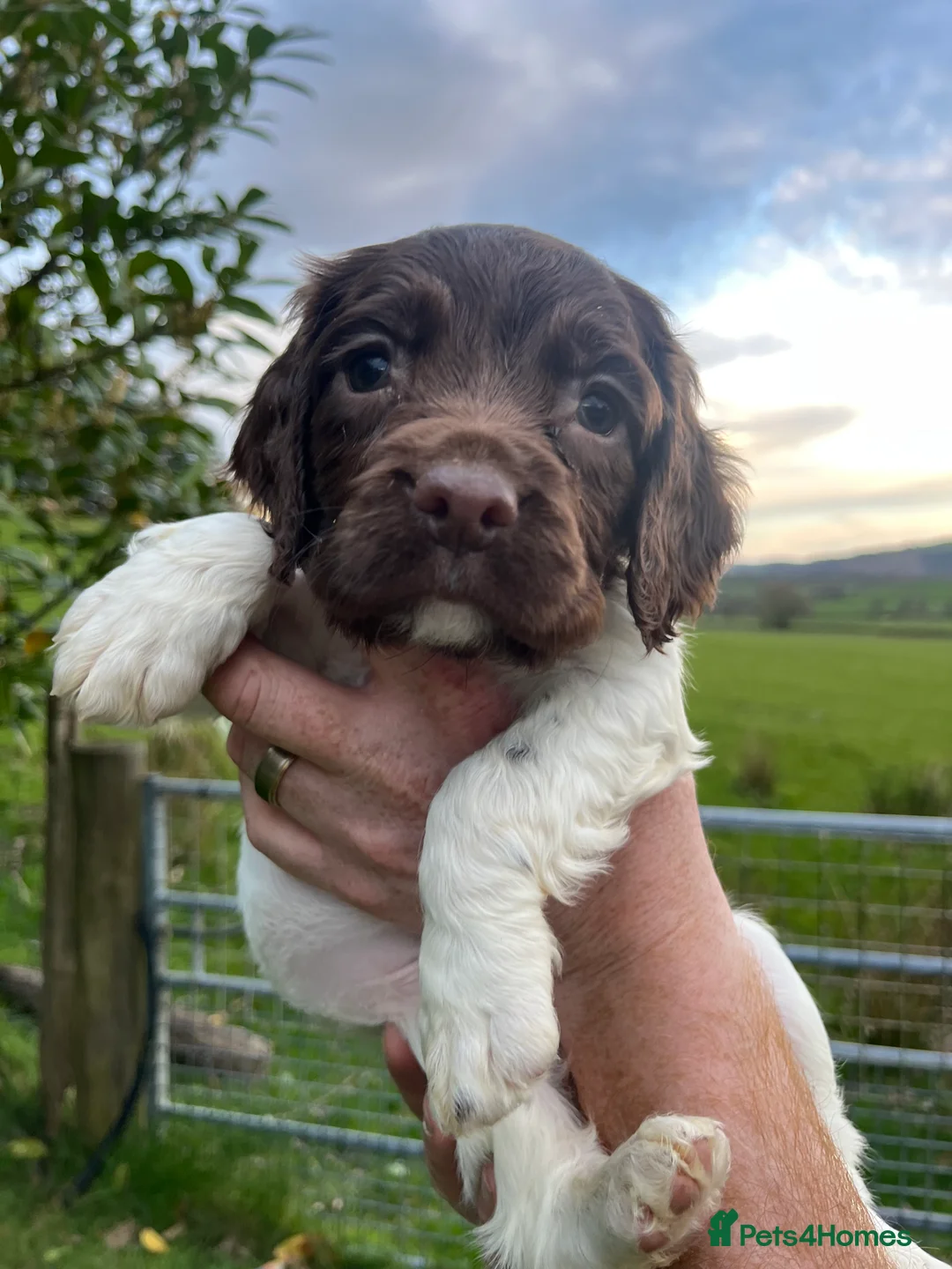 English Springer Spaniel dogs for sale: KC reg Springer Spaniels - Advert 2