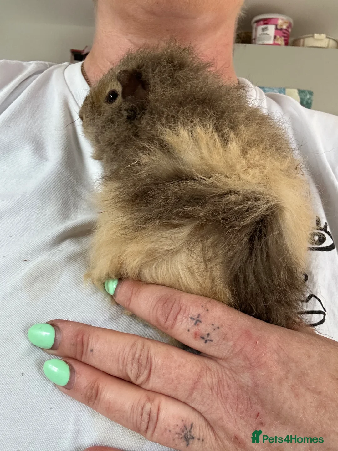 Guinea Pig rodents for sale: Two baby girl long haired teddy bear guinea pigs  - Advert 2