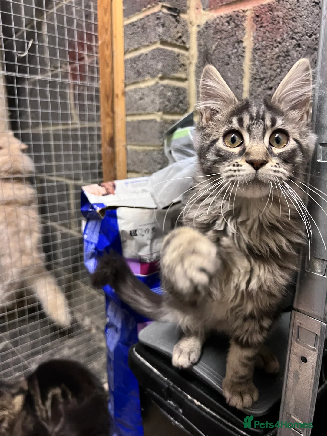 Maine Coon cats for sale: “Reduced*Gorgeous pedigree Maine coon kittens  - Advert 2