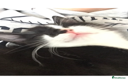 Mixed Breed cats for sale: Loving Home Needed, Adult Cat for Rehoming  - Image 3