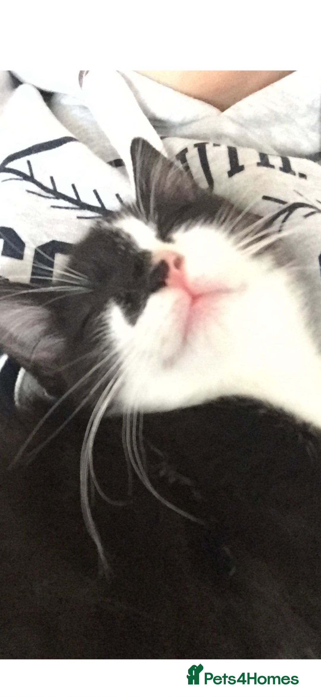 Mixed Breed cats for sale: Loving Home Needed, Adult Cat for Rehoming  - Image 3