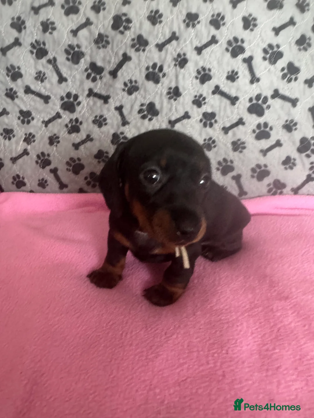 Dachshund dogs for sale: 🐾 Gorgeous Mini Dachshund Puppies-Come meet them! - Advert 13