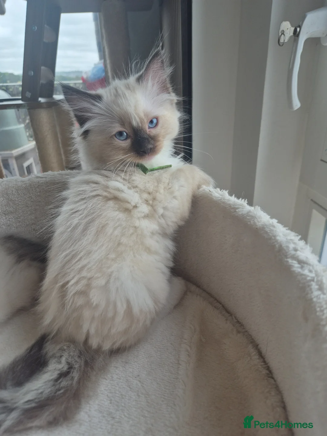 Ragdoll cats for sale: Beautiful ragdolls gccf and tica registered - Advert 2