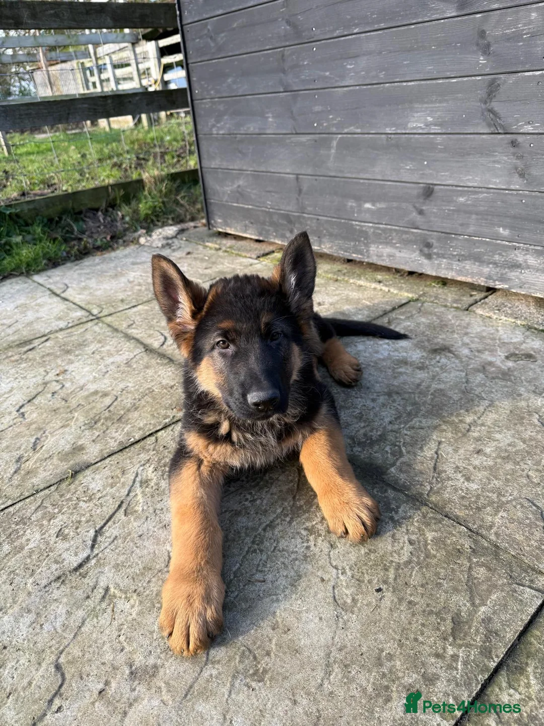 German Shepherd dogs for sale: Straight backed German Shepherd  - Advert 1