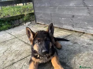 German Shepherd dogs Straight backed German Shepherd - Advert 1