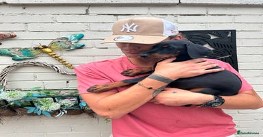 Dobermann dogs - Advert 12