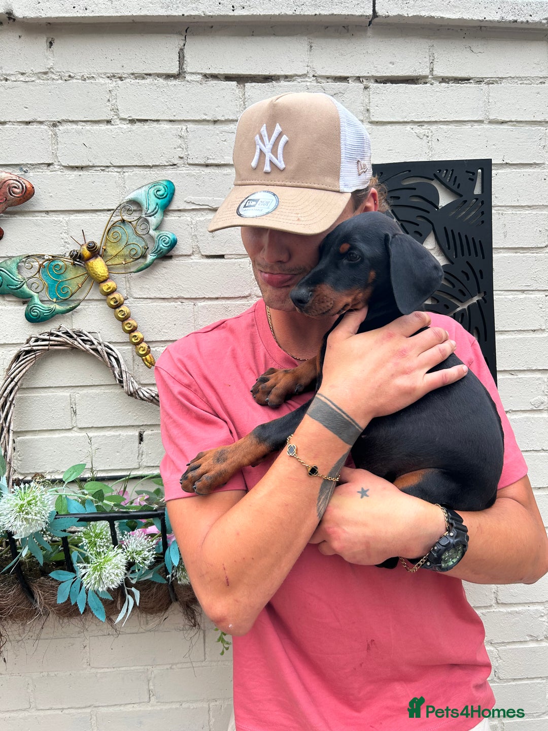 Dobermann dogs for sale: 🐾 Purebred Dobermann Puppies – Family Raised - Image 3