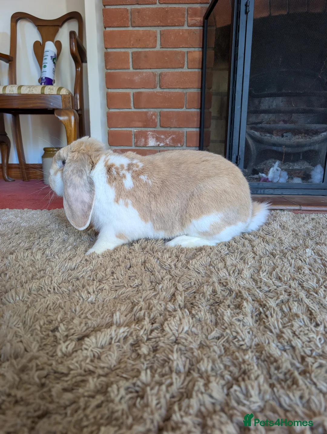 French Lop rabbits for sale: French Lop Buck  in Holt - Advert 10