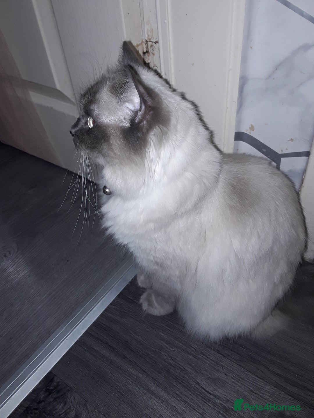 Ragdoll cats for sale: Stunning ragdolls - Advert 2