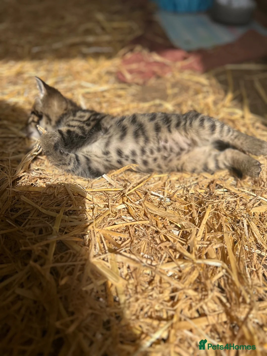 Mixed Breed cats for sale: 2 lovely tabby female kittens  - Advert 2