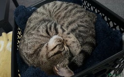 Bengal cats for sale: Nala  - Image 1