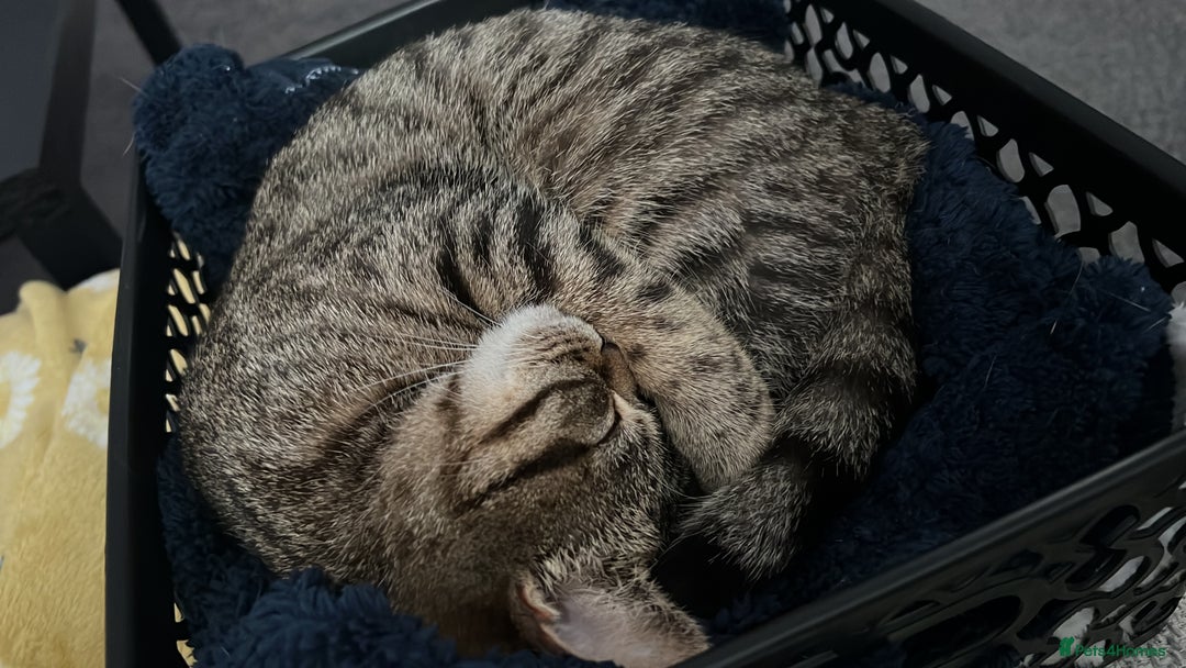 Bengal cats for sale: Nala  - Image 1