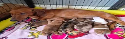Miniature Dachshund dogs for sale: Miniature Dachshunds (short-haired) - Advert 6