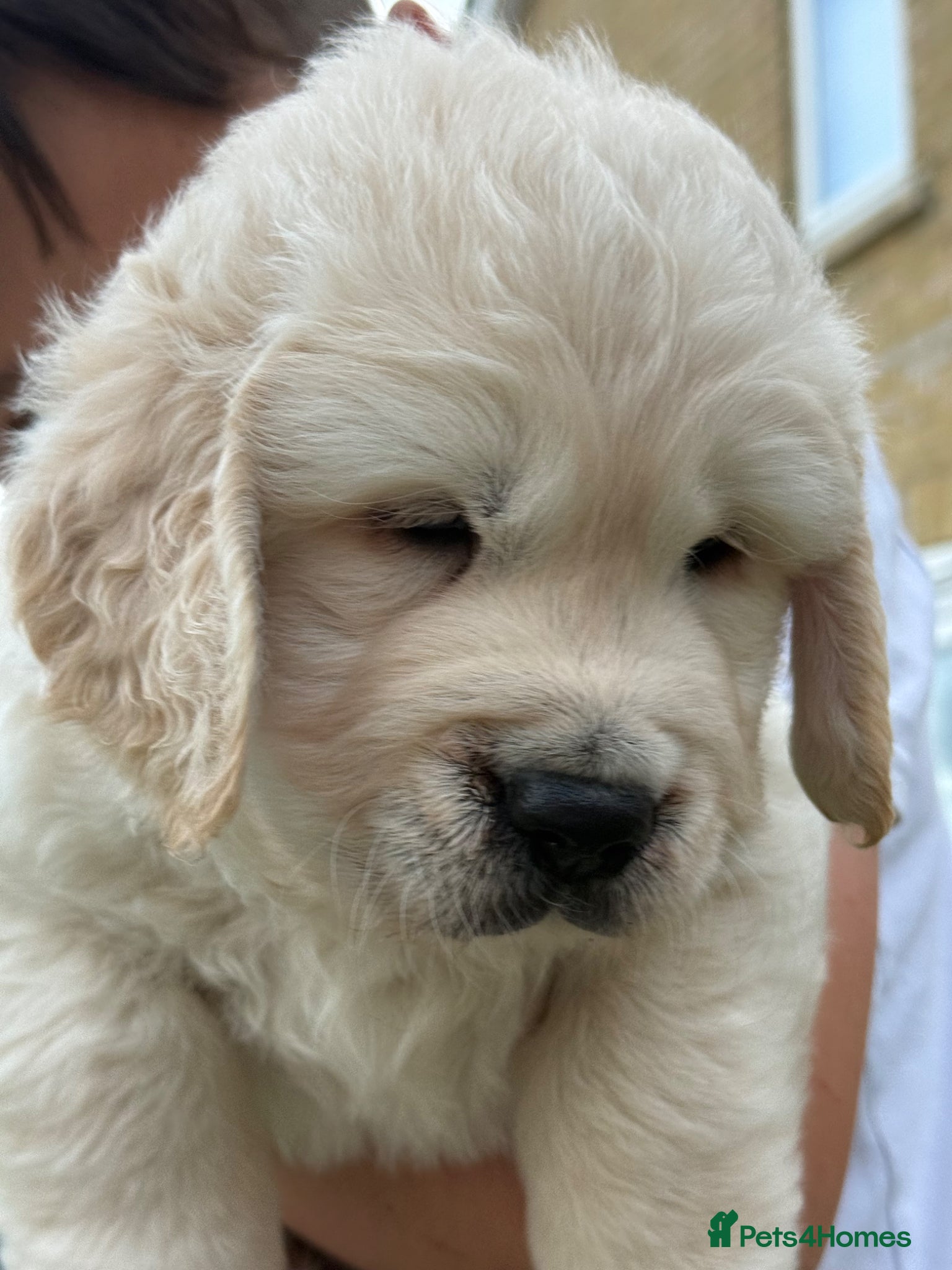 Golden Retriever dogs for sale: Beautiful chunky golden retriever puppies  in Chelmsford - Advert 13