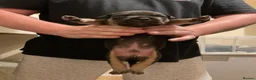 American Bully dogs for sale: Pocket Bully Puppies in Coventry - Advert 13