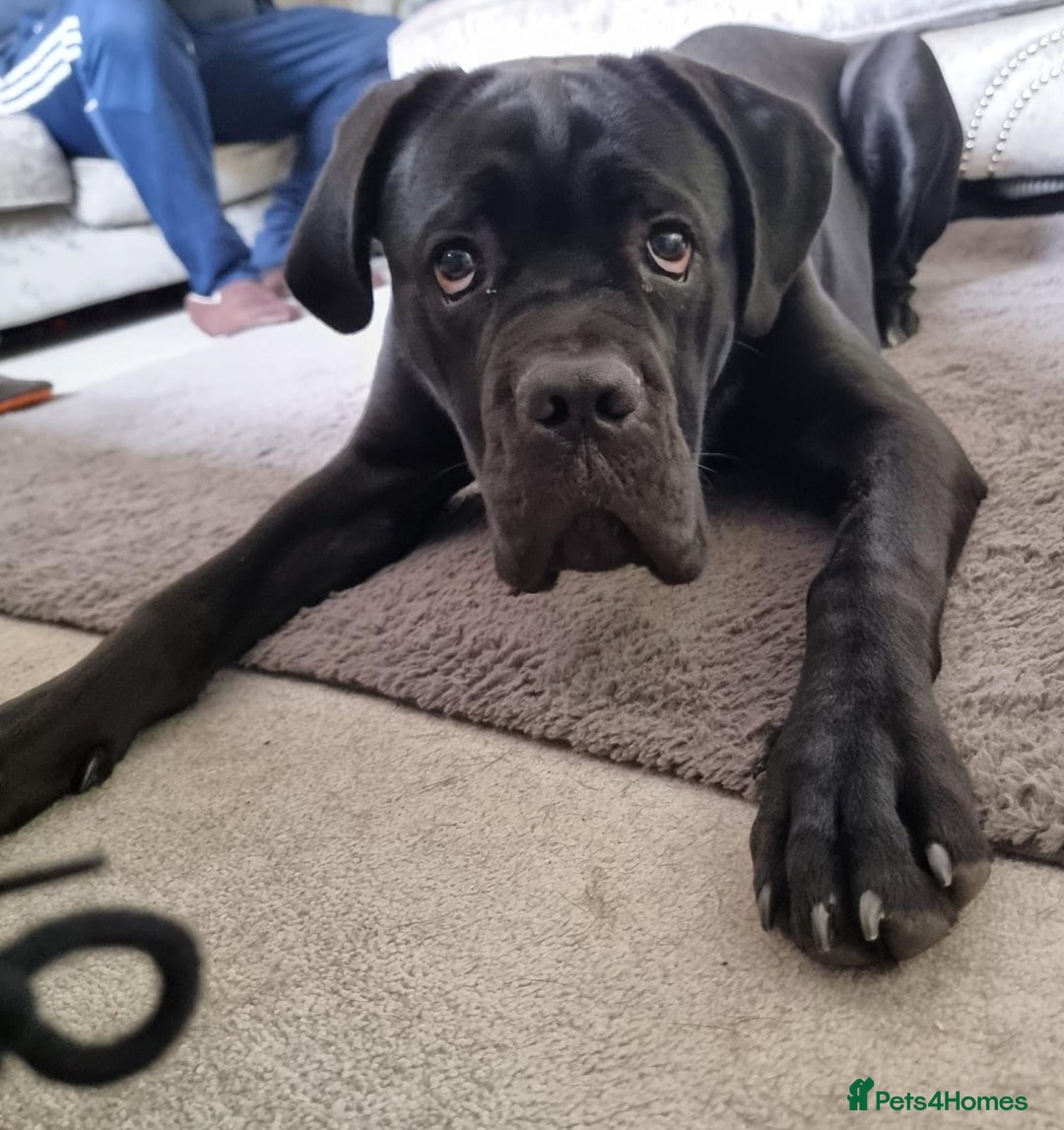 Cane Corso dogs for sale: Stunning Male Cane Corso for sale - 8 months - Advert 2