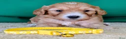 Cavapoochon dogs for sale: Beautiful Cavapoochons - Advert 7