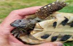 Tortoise reptiles for sale: Testudo Hermanni -tortoise for sale 7 years old - Image 5