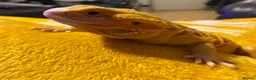 Bearded Dragon reptiles for sale: Mango (mags) in Peacehaven - Advert 7