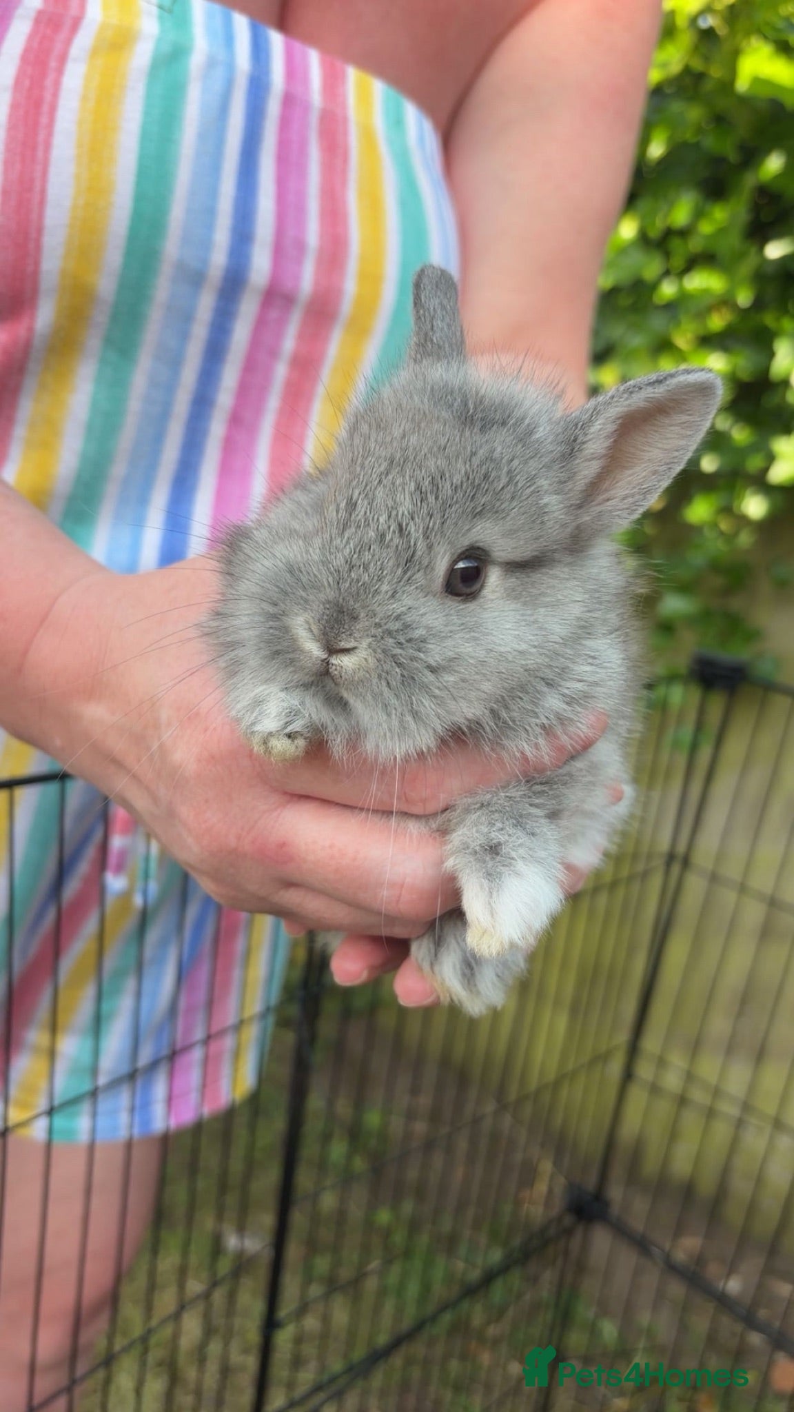 Mixed Breed rabbits Miniature Lionhead x Miniature Neverland Dwarf - Advert 1
