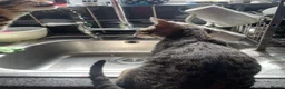 Bengal cats for sale: ♥️IAM ❤️WATCH ALL MY VIDEOS👀FOR MUMMY OR DADDY ❤️ - Advert 4