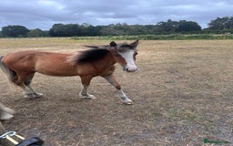 Irish Cob horses for sale: Buddy - Image 15